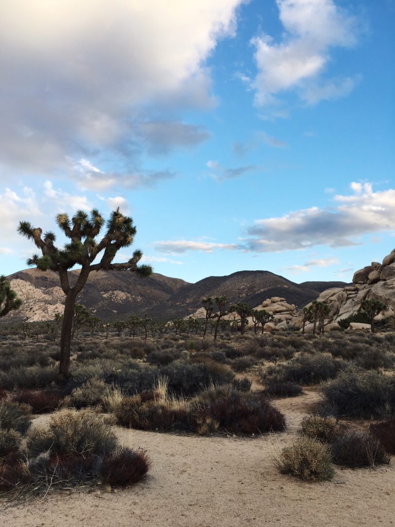 Joshua Tree National Park by Amy Zhang the The Luxi LookBlogger