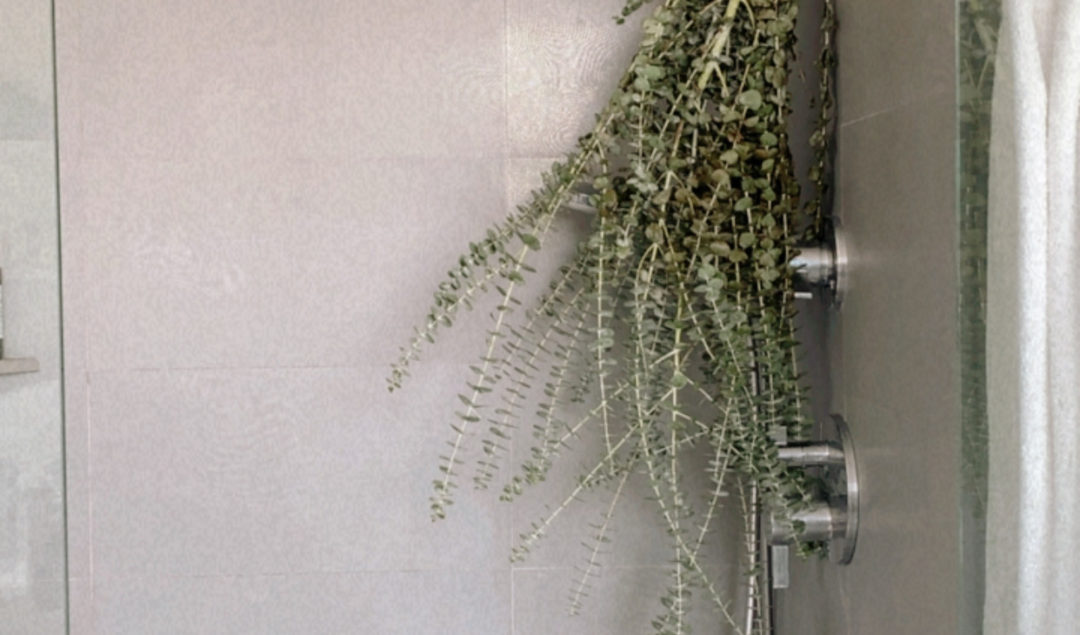 Why is Everyone Hanging Eucalyptus in the Shower?