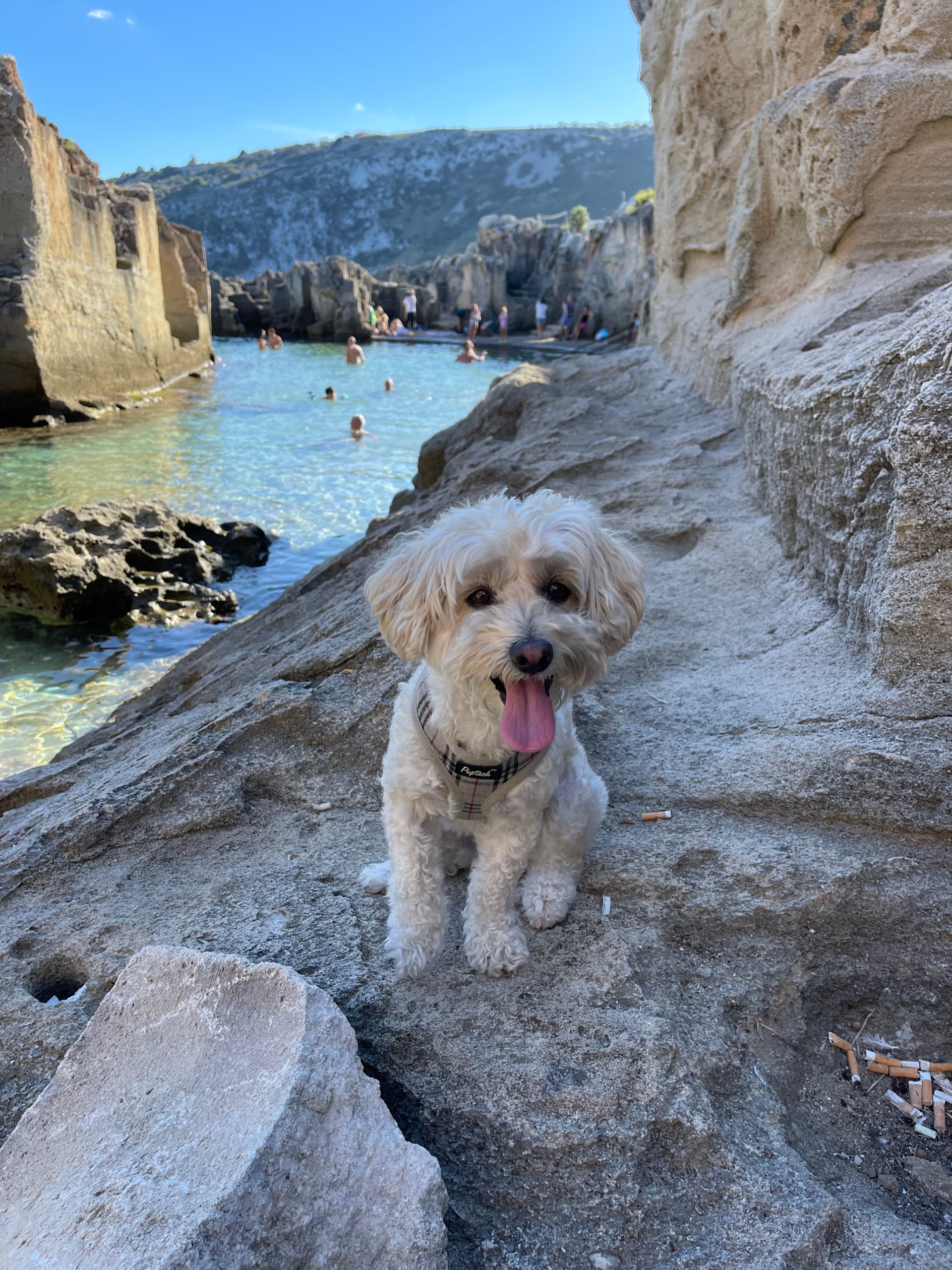 dog on the rock